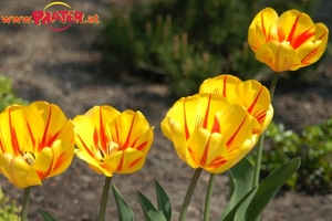 tulpen