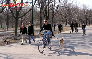 Bewegung für den Hund